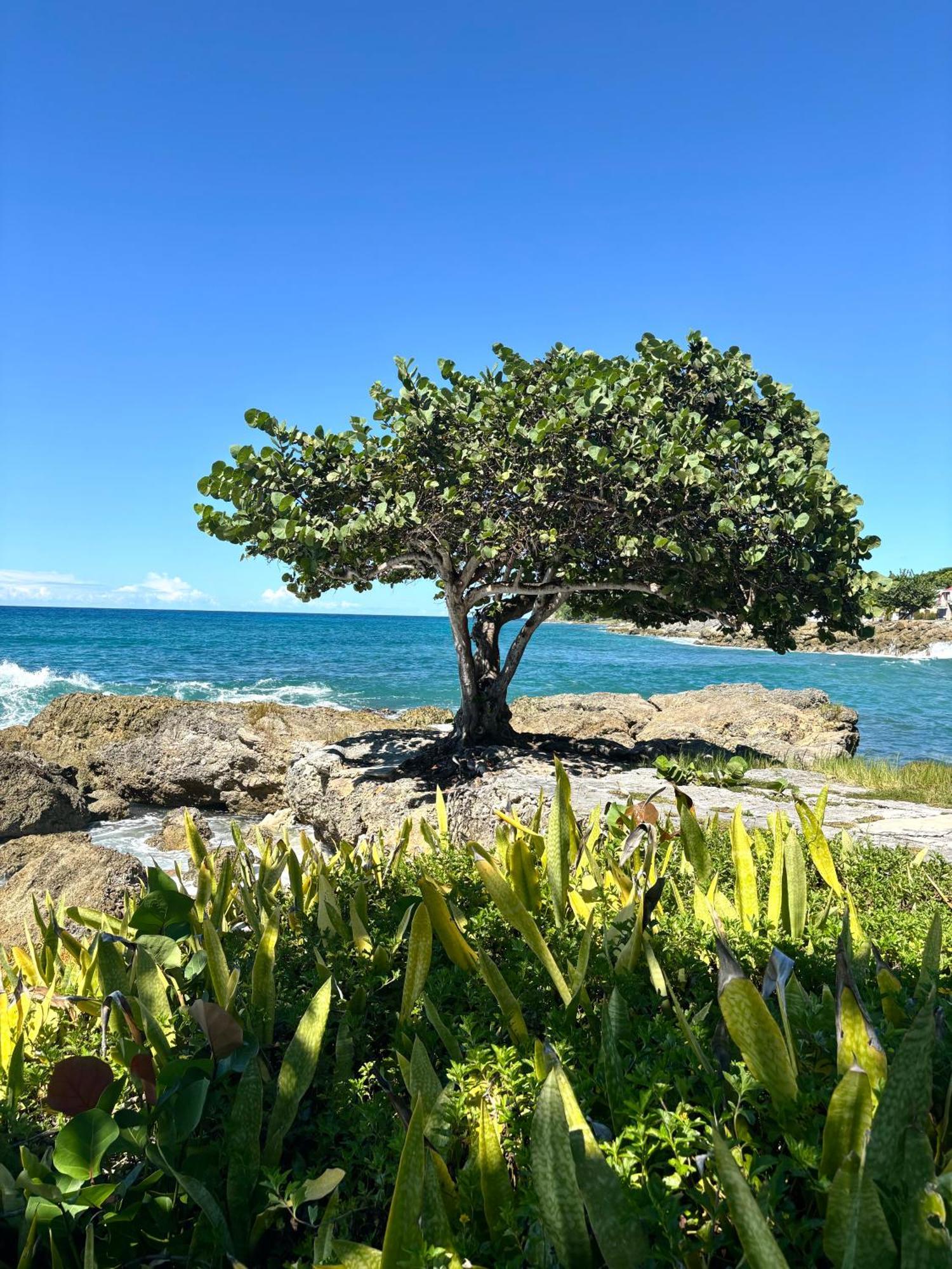 Lavann Wouj - Proche Des Plages Et Du Bourg Vila Anse-Bertrand Exterior foto